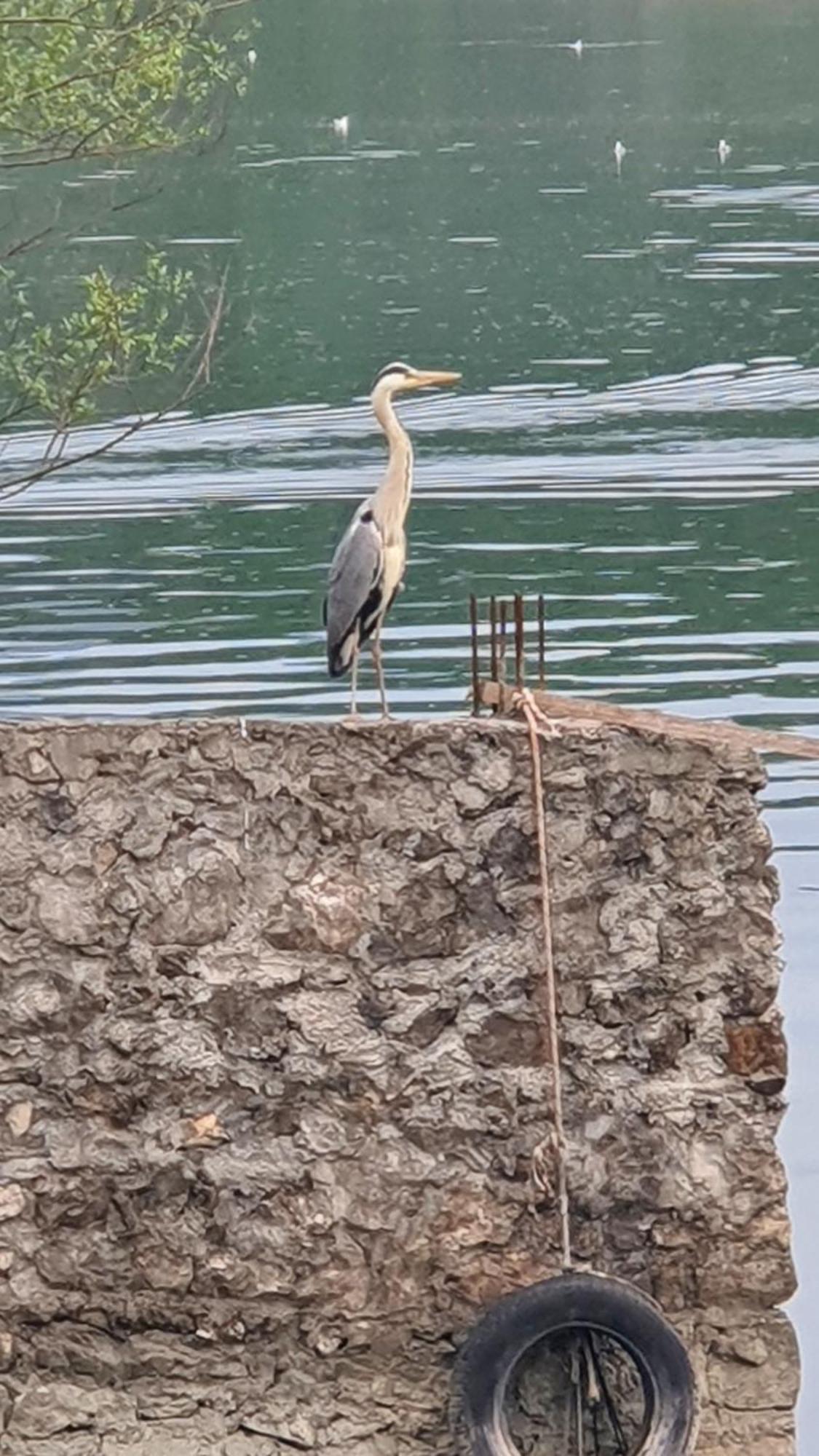 Apartman Skadarsko Jezero Bay Vranjina Εξωτερικό φωτογραφία